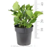 Hydrangea Black Lace - Ruler