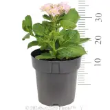 Hydrangea Forever - Reference photo
