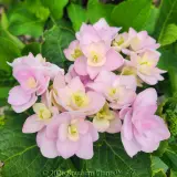 Hydrangea Forever - Flower photo