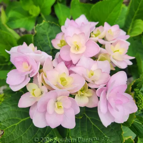 Hydrangea Forever
