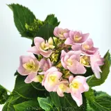 Hydrangea Forever - Flower photo