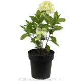 Hydrangea Mojito - Plant photo