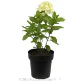 Hydrangea Mojito - Alternate photo
