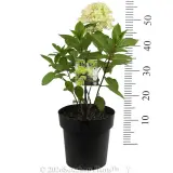 Hydrangea Mojito - Product photo