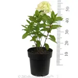 Hydrangea Mojito - Reference photo
