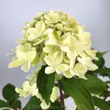 Hydrangea Mojito - Detail photo