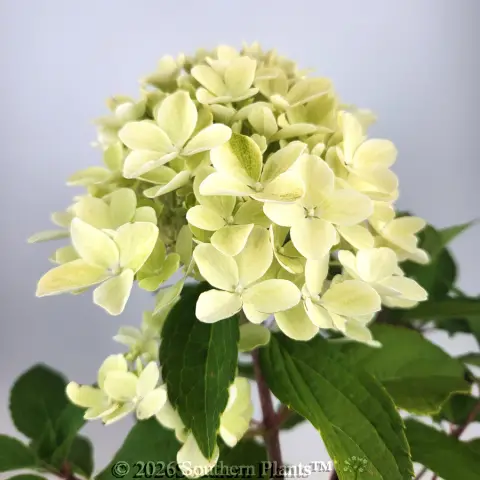 Hydrangea Mojito