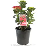 Magical Rubyred - Plant photo