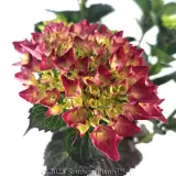 Magical Rubyred - Detail photo