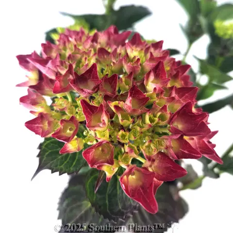 Magical Rubyred