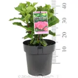 Hydrangea Storm Cloud - Pack