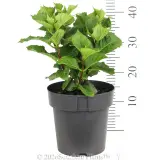 Hydrangea Storm Cloud - Ruler
