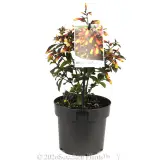 Firefly Jacobinia - Primary