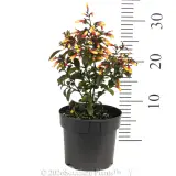 Firefly Jacobinia - Ruler