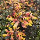 Firefly Jacobinia - Detail