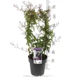 Flowering Pink Jasmine - Product photo