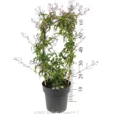 Flowering Pink Jasmine - Reference photo