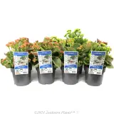 Kalanchoe - Plant photo