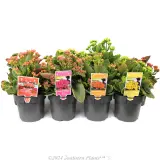 Kalanchoe - Alternate photo