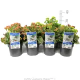 Kalanchoe - Product photo