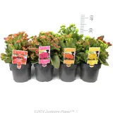 Kalanchoe - Reference photo