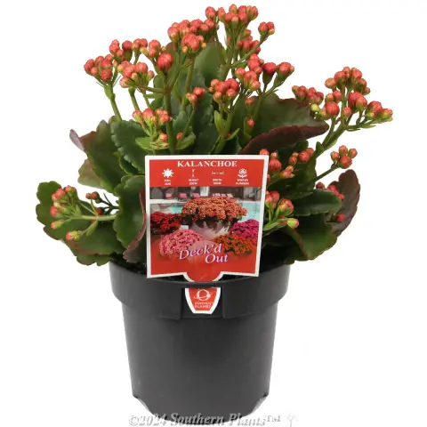 Kalanchoe
