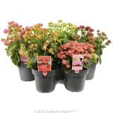 Kalanchoe - Plant photo