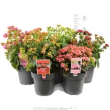 Kalanchoe - Product photo
