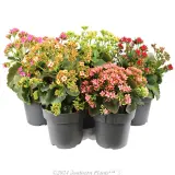 Kalanchoe - Detail photo