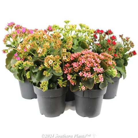 Kalanchoe