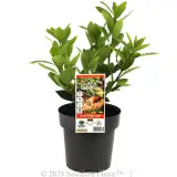 Dwarf Bay Tree - Plant photo