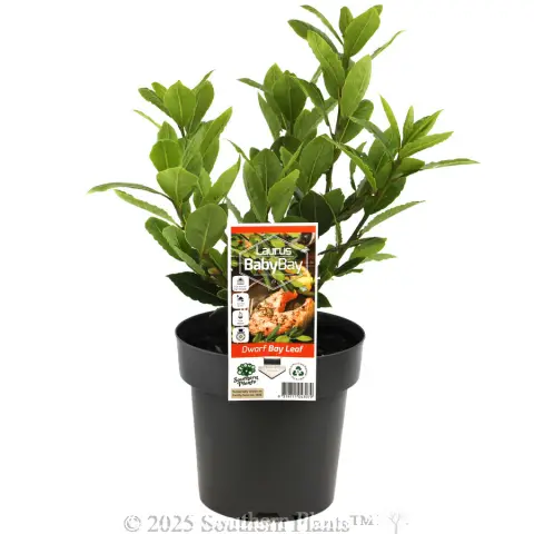 Dwarf Bay Tree