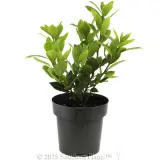 Dwarf Bay Tree - Alternate photo