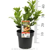 Dwarf Bay Tree - Product photo