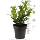 Dwarf Bay Tree - Reference photo