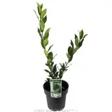 Compact Bay Laurel - Plant photo