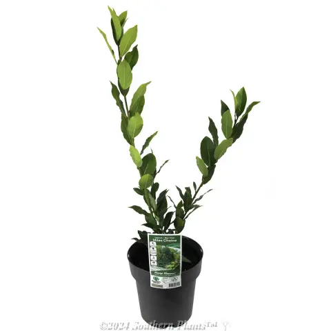 Compact Bay Laurel