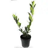 Compact Bay Laurel - Alternate photo
