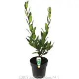 Bay Tree - Plant photo