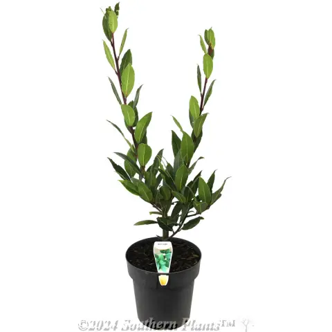 Bay Tree