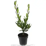 Bay Tree - Alternate photo