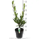 Bay Tree - Product photo