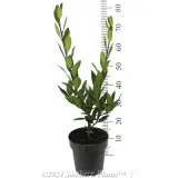 Bay Tree - Reference photo