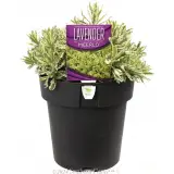Lavender Meerlo - Plant photo