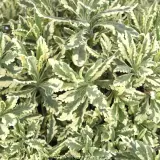 Lavender Meerlo - Detail photo
