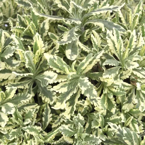 Lavender Meerlo