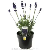 English Lavender - Plant photo