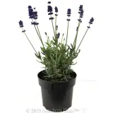 English Lavender - Alternate photo