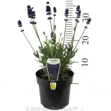 English Lavender - Product photo