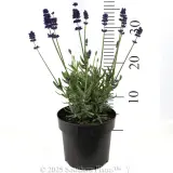 English Lavender - Reference photo
